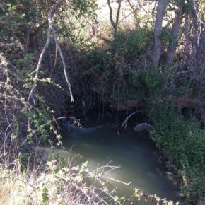 Ciudadanos promoverá en el pleno la implantación de sistemas de depuración de aguas residuales en las pedanías